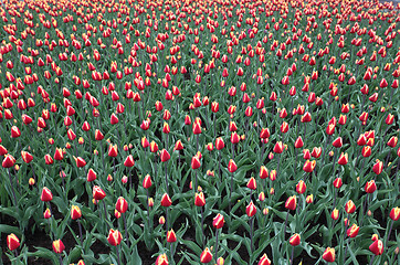 Image showing Colorful tulips in spring