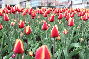 Image showing tulips in the city