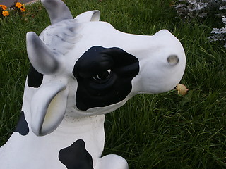 Image showing cow