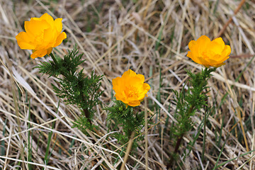 Image showing flowe, Trollius