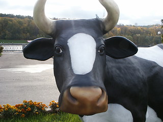 Image showing cow