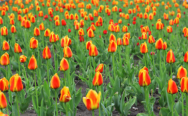 Image showing Beautiful red tulips field in spring time