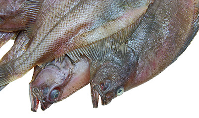 Image showing Four fresh flounder fishes 