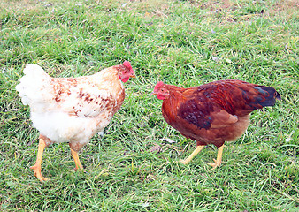 Image showing Two hens 