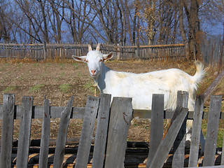 Image showing goat for a wooden fence