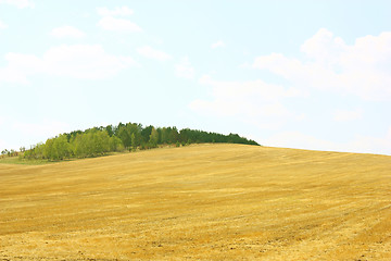 Image showing Yellow field and blue sky.