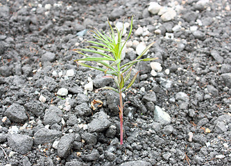 Image showing Sprout on asphalt