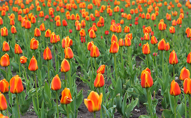 Image showing Beautiful red tulips field in spring time