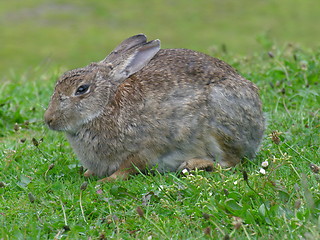 Image showing Wild rabbit