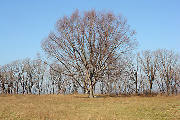 Image showing Oak tree in a field  devoid of leaves