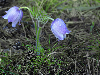 Image showing Spring purple Pulsatilla violacea flowers