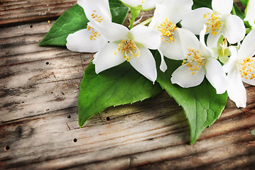 Image showing Jasmine Flower