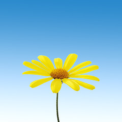 Image showing yellow flower on sky