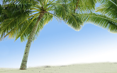 Image showing Beautiful tropical beach with palm trees