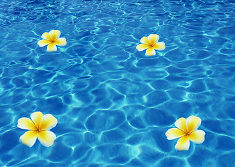Image showing Tropical flowers on sea