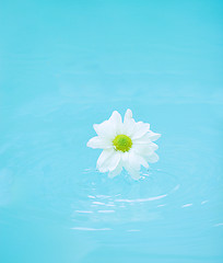 Image showing White flower on blue water