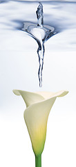 Image showing Calla lily underwater