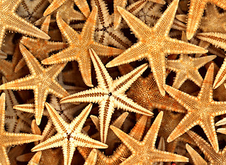 Image showing Starfish on the Beach