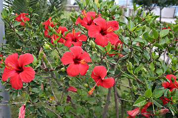 Image showing A Close up of Red Flowers in garden