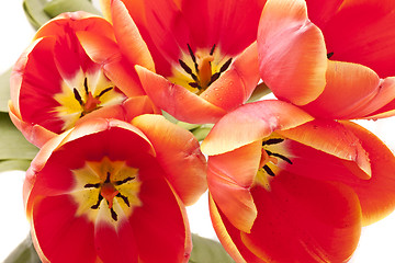 Image showing Beautiful red tulips close-up