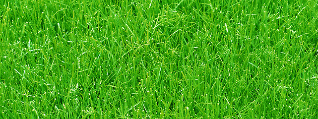 Image showing new spring green grass for design