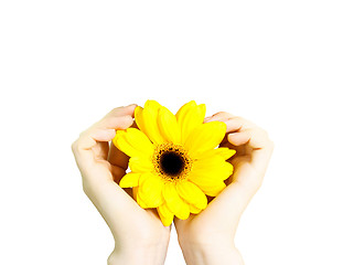 Image showing sunflower like the sun in hands isolated
