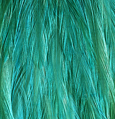 Image showing Close-up of peacock feathers