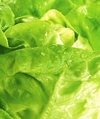 Image showing Cabbage detail with leaves texture