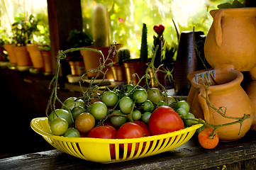 Image showing Tomato harvest