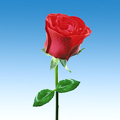Image showing rose against the blue sky