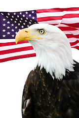 Image showing Bald eagle with American flag