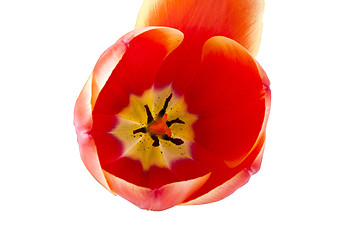 Image showing red tulips