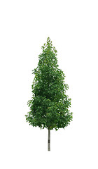 Image showing Single young tree with green leaves isolated