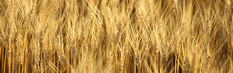 Image showing Fields of wheat