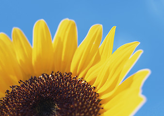 Image showing Sunflower close-up isolated