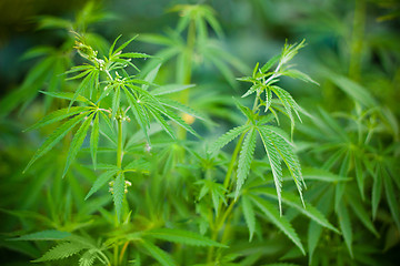 Image showing Cannabis plants background