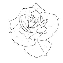 Image showing floral design element and hand-drawn , vector illustration