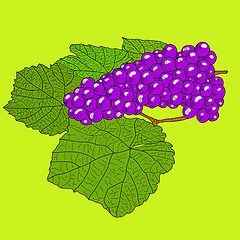 Image showing Abstract Grape with leafs (Vector)