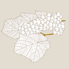 Image showing Abstract Grape with leafs (Vector)