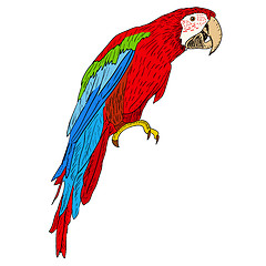 Image showing Macaws. Vector illustration.