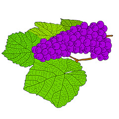 Image showing Abstract Grape with leafs (Vector)