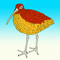 Image showing Eurasian Curlew, bird. Vector illustration.