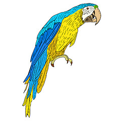 Image showing Macaws. Vector illustration.