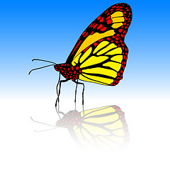 Image showing Beautiful tropical butterfly. Vector illustration.