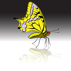 Image showing Beautiful tropical butterfly. Vector illustration.