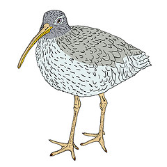 Image showing Eurasian Curlew, bird. Vector illustration.