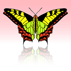 Image showing Beautiful tropical butterfly. Vector illustration.