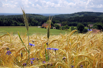 Image showing Getreidefeld,rye