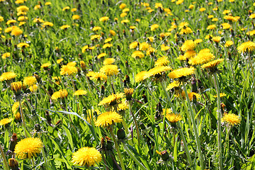 Image showing Green meadow of yellow Dandelion flowers (Taraxacum)