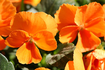 Image showing Orange Pansy Flowers